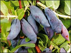 Жимолость камчатская Бакчарский Великан